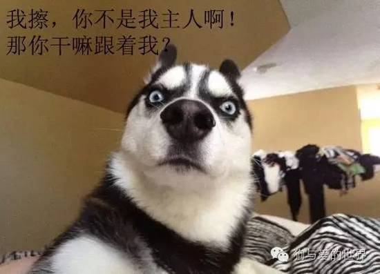 二哈的世界，正常人根本無(wú)法融入！