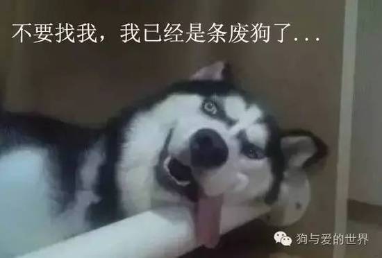 二哈的世界，正常人根本無(wú)法融入！