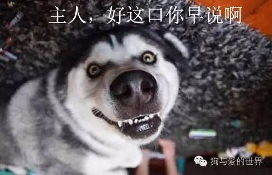 二哈的世界，正常人根本無(wú)法融入！