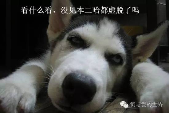 二哈的世界，正常人根本無(wú)法融入！