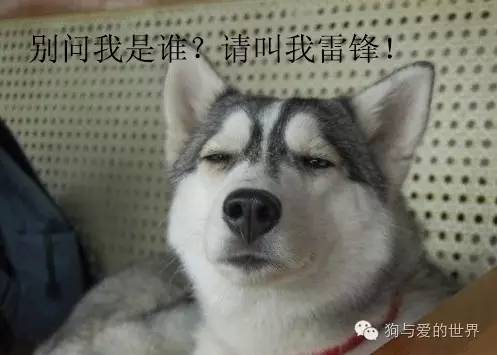 二哈的世界，正常人根本無(wú)法融入！