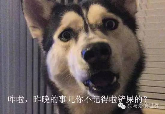 二哈的世界，正常人根本無(wú)法融入！