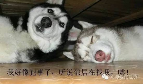 二哈的世界，正常人根本無(wú)法融入！