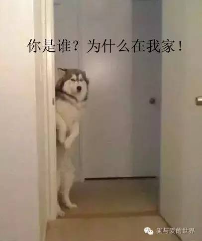 二哈的世界，正常人根本無(wú)法融入！