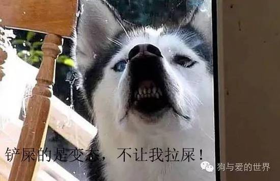 二哈的世界，正常人根本無(wú)法融入！