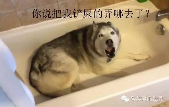 二哈的世界，正常人根本無(wú)法融入！