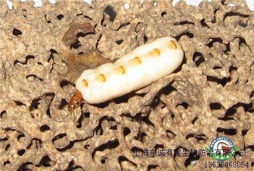 提供上海滅白蟻公司廠家東誠供